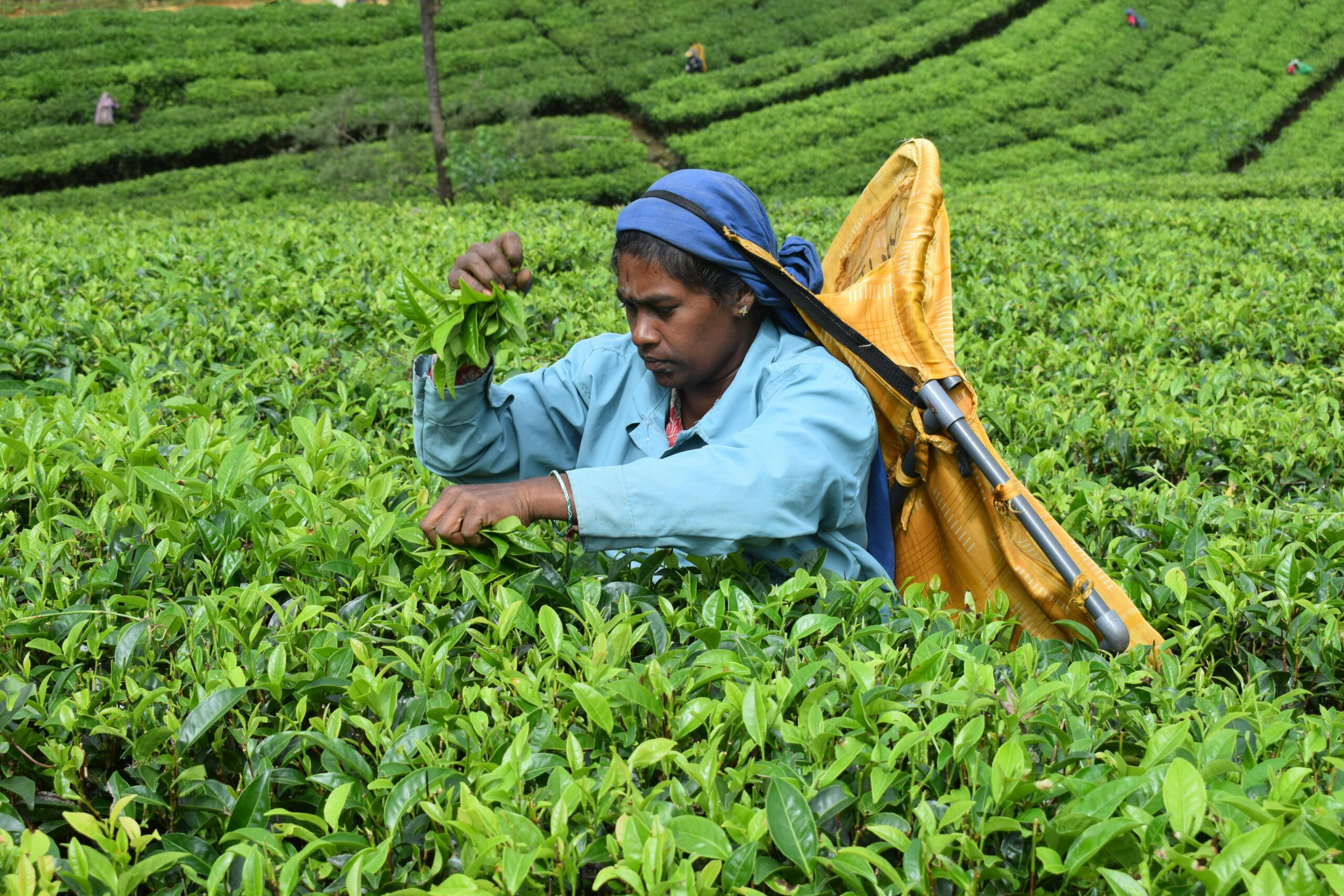 A Sri Lanka women picking tea leaves in a lush green tea plantation in Nuwara Eliya.