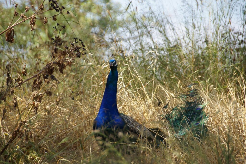 The Sri Lankan peacock is looking for food near a village home