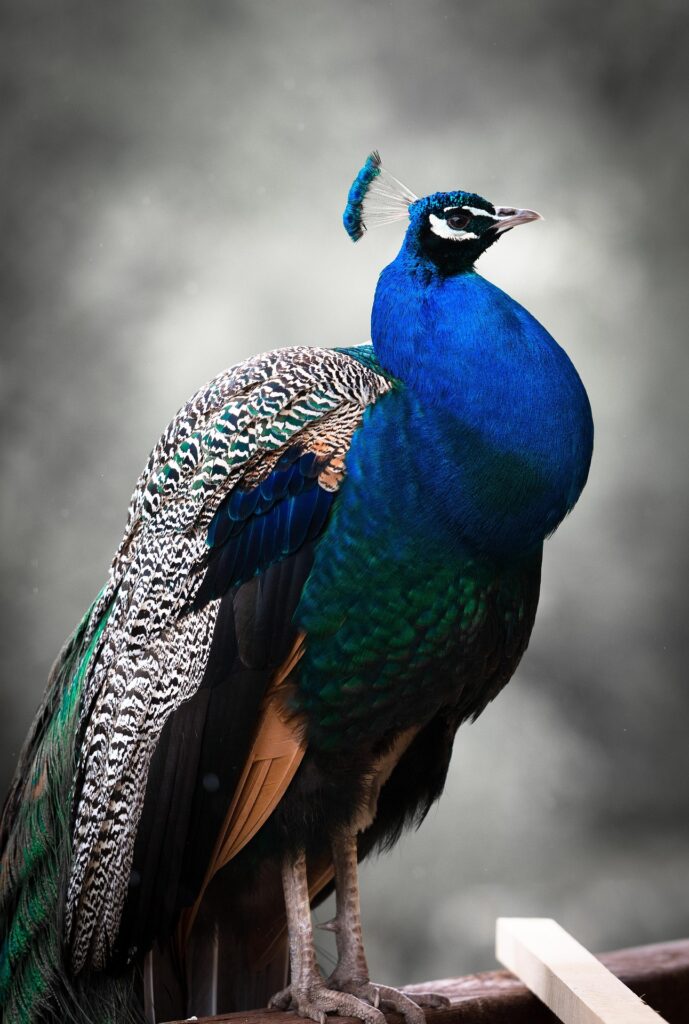 Sri Lankan peacock resting safely on a high tree branch at night