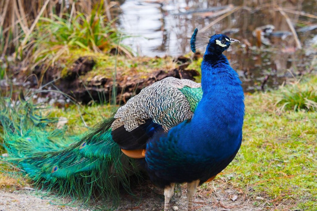 A wild peacock spotted during a safari in Yala National Park