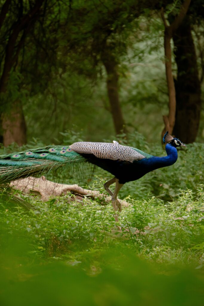 Wild peacock walking through a village garden in Sri Lanka