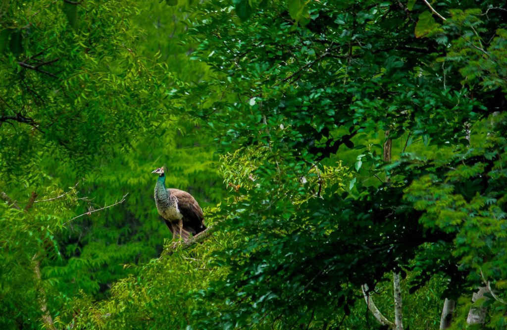 A wild Sri Lankan peacock roosting on a tall tree branch