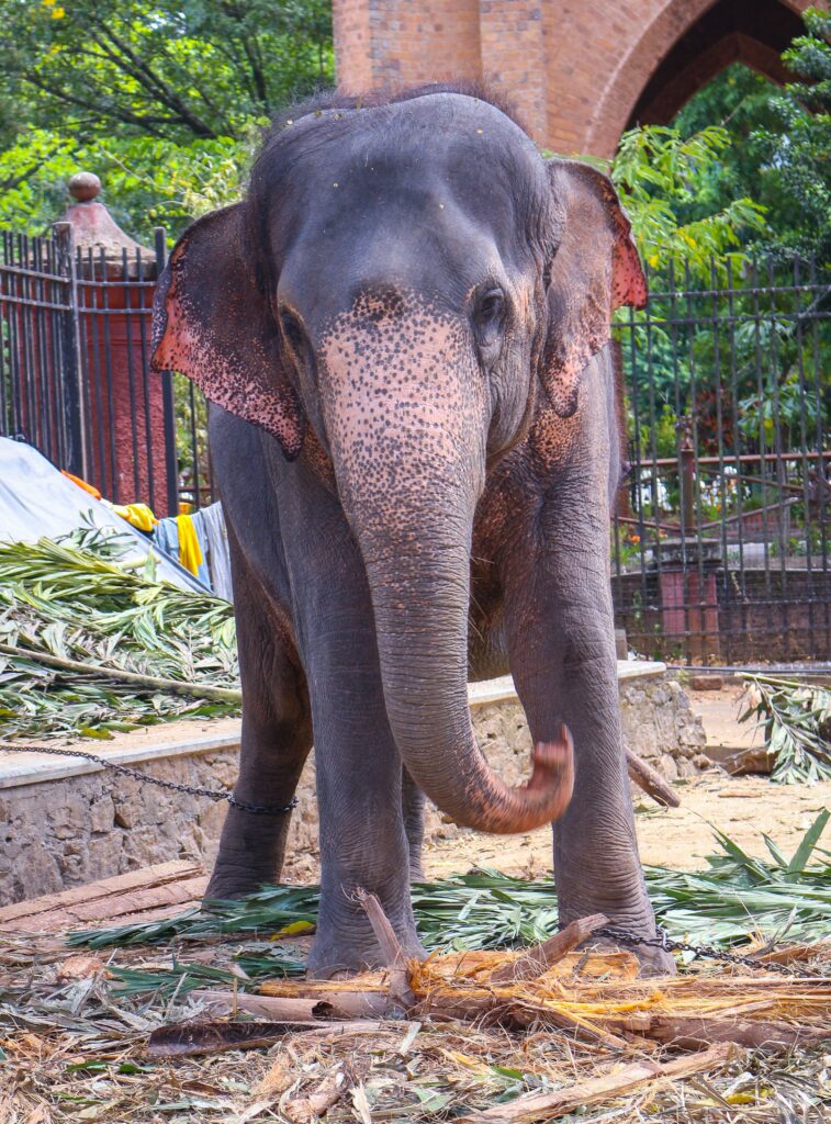 A majestic elephant participating in the cultural traditions of the Kandy Esala Perahera season.