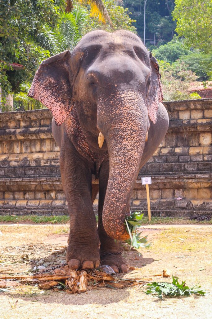 A majestic elephant participating in the cultural traditions of the Kandy Esala Perahera season